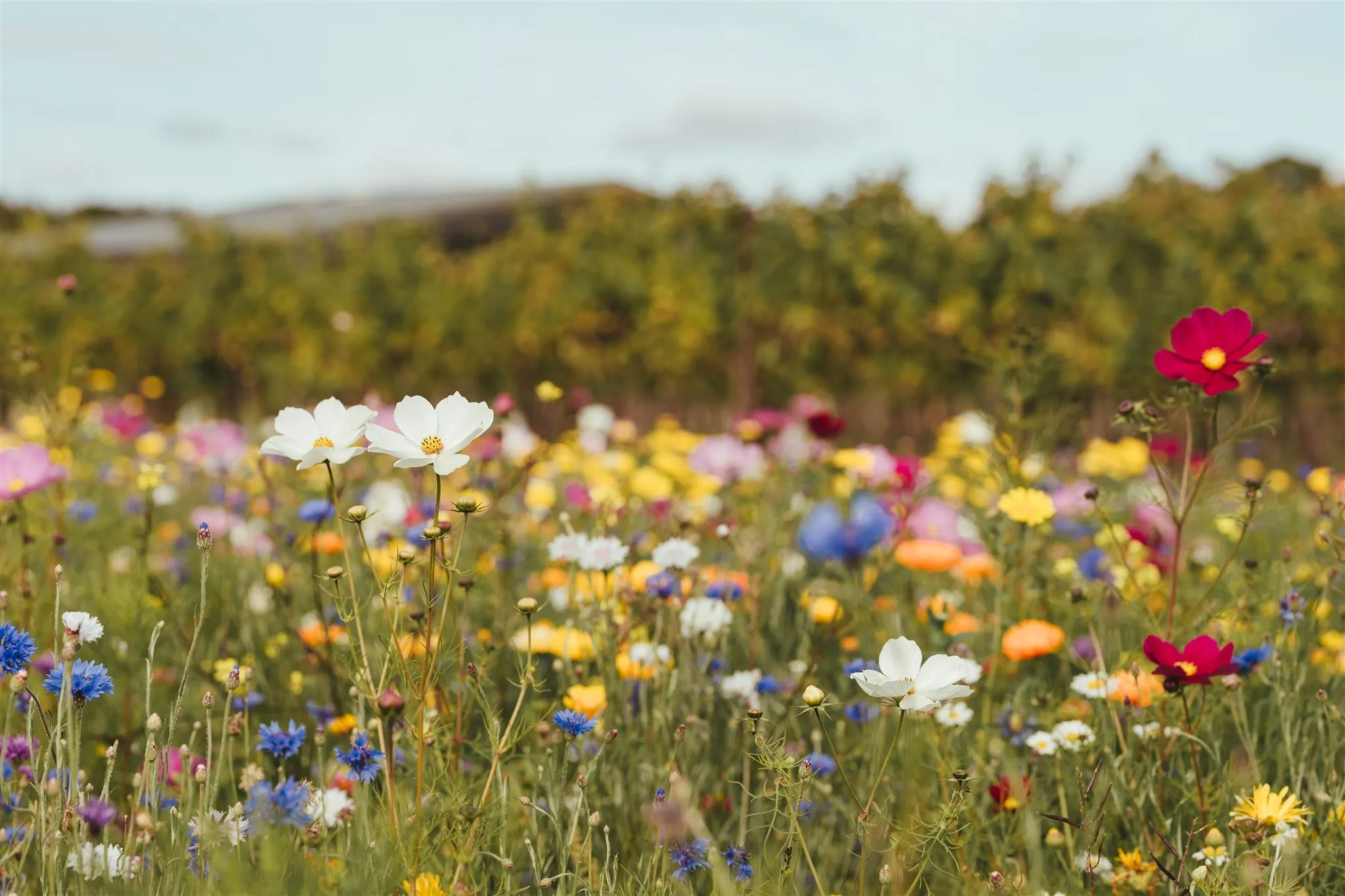 Limited Edition: Wildflower main image 1