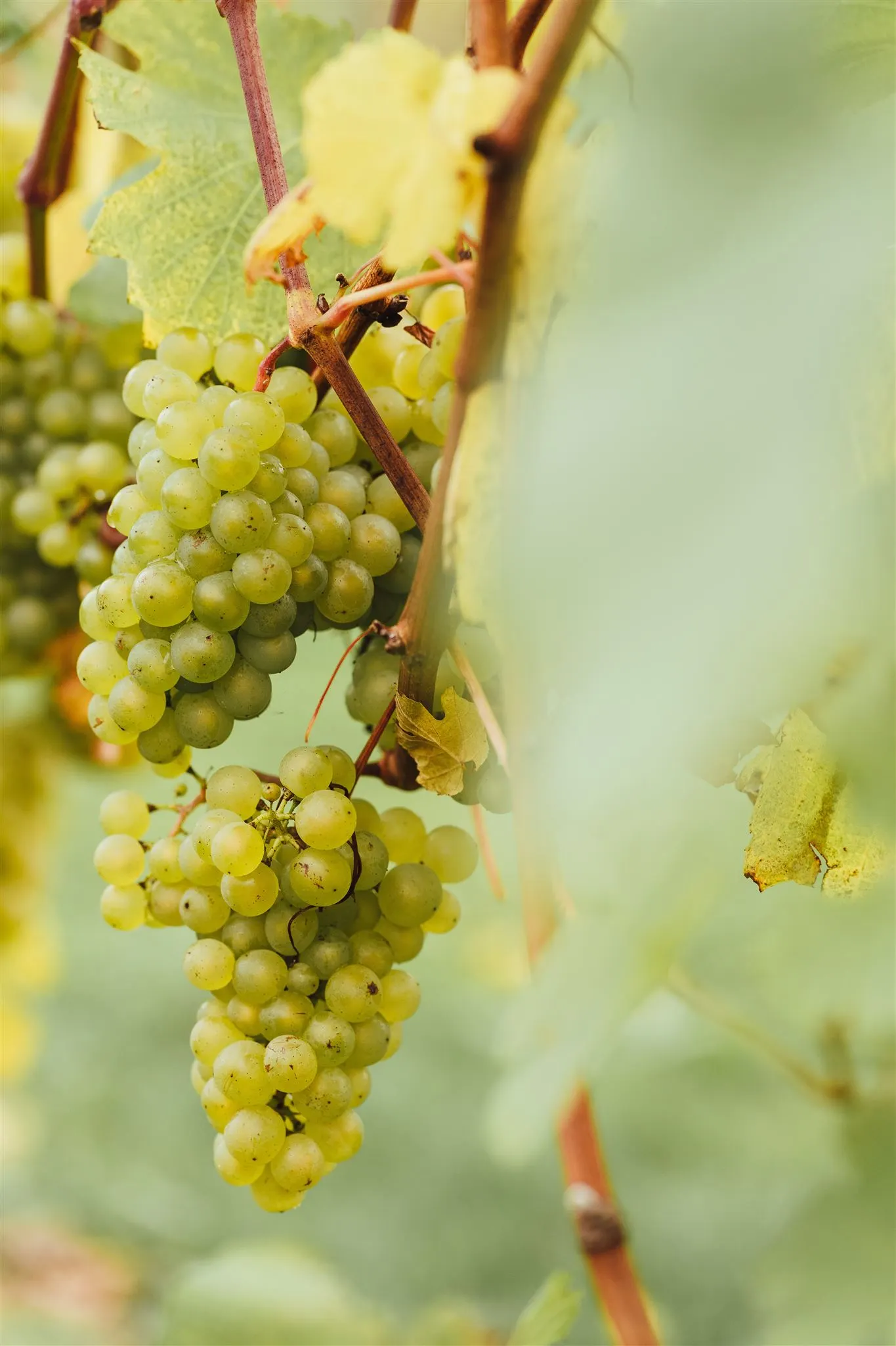 Bunch of grapes at the vineyard in Balfour Winery 