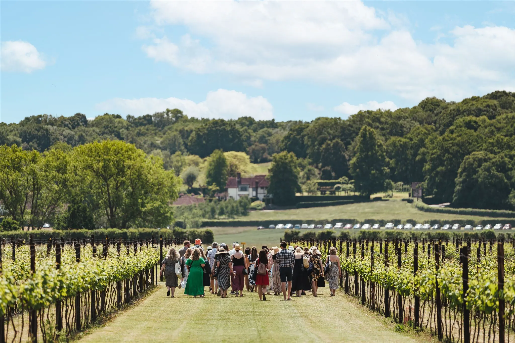 Group of people walking through a Kent vineyard